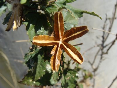 Hibiscus ribifolius, photographed by Alexis López Hernández