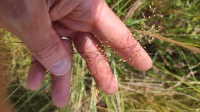 Agrostis capillaris