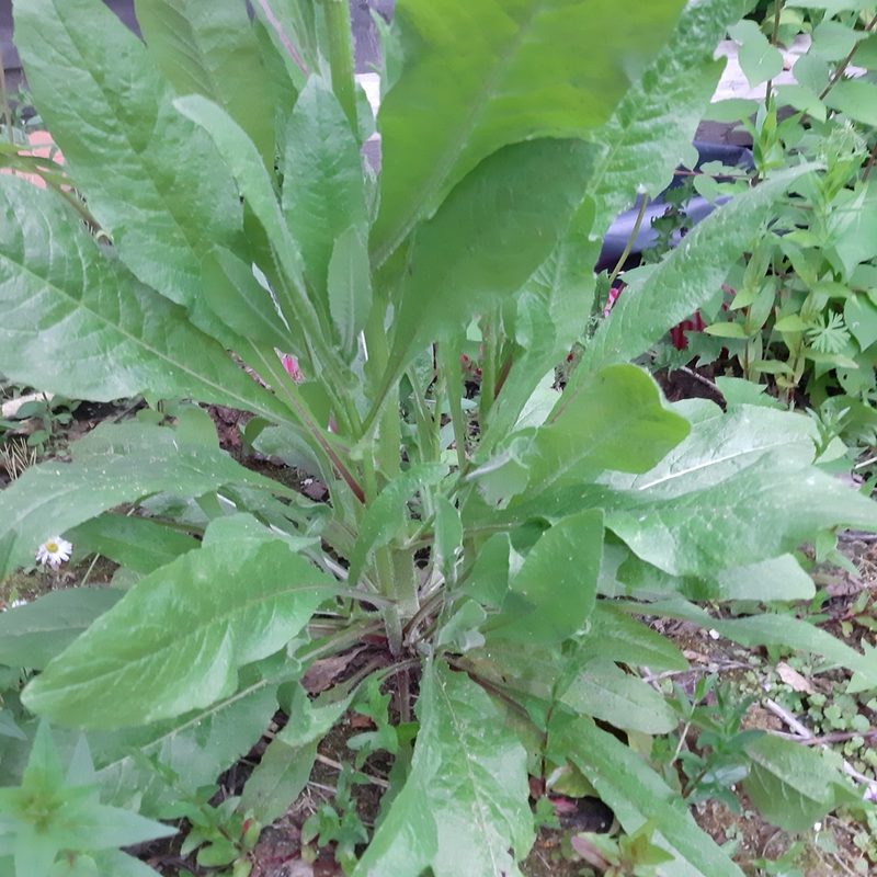 Lactuca virosa, photographed by Damiano Oldoni