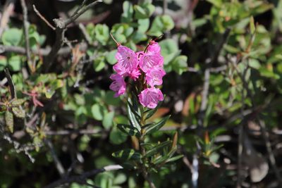 Kalmia microphylla