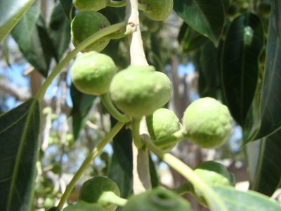 Ficus pertusa, photographed by Alexis López Hernández