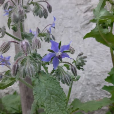 Borago officinalis, photographed by Damiano Oldoni