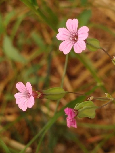 Gypsophila vaccaria, photographed by Yves Bas