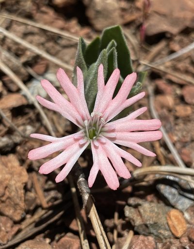 Silene hookeri, photographed by Matt Berger