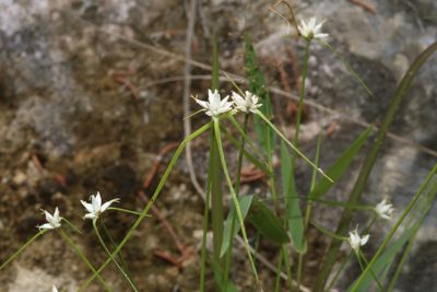 Rhynchospora colorata, photographed by Reid Hardin