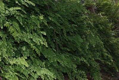 Adiantum capillus-veneris, photographed by Reid Hardin