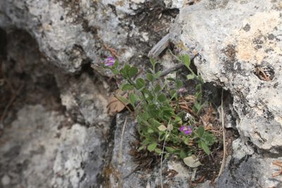 Rhinotropis lindheimeri, photographed by Reid Hardin