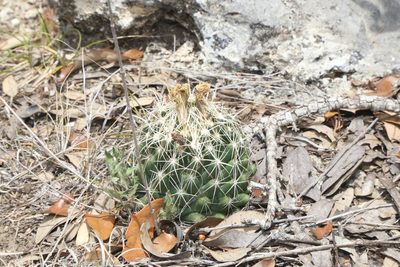 Coryphantha sulcata, photographed by Reid Hardin