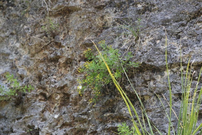 Perityle lindheimeri, photographed by Reid Hardin