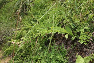 Epipactis gigantea, photographed by Reid Hardin