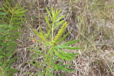 Stillingia texana, photographed by Reid Hardin