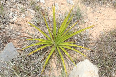 Yucca rupicola, photographed by Reid Hardin