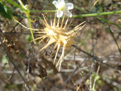 Echinopepon minimus, photographed by Alexis López Hernández