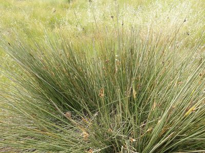 Juncus acutus, photographed by Duarte Frade