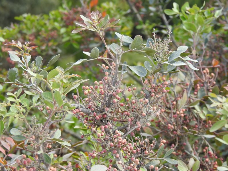 Pistacia lentiscus, photographed by Duarte Frade