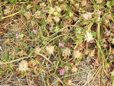 Trifolium resupinatum, photographed by Duarte Frade