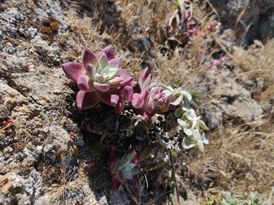 Dudleya farinosa, photographed by Alexander Wentworth