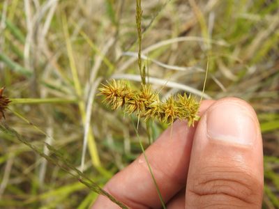 Carex otrubae, photographed by Duarte Frade