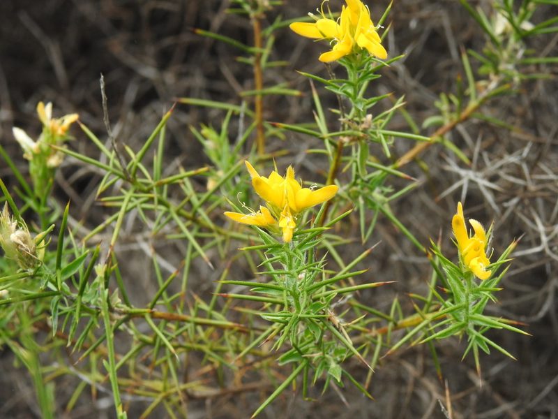 Genista hirsuta, photographed by Duarte Frade