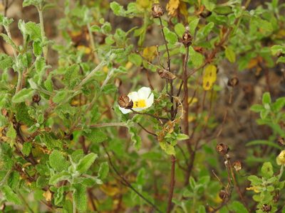Cistus salviifolius, photographed by Duarte Frade