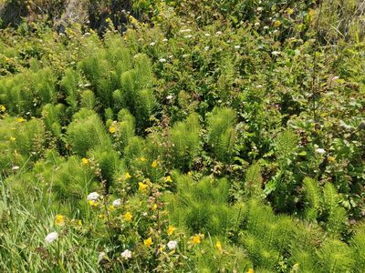 Equisetum telmateia, photographed by Alexander Wentworth