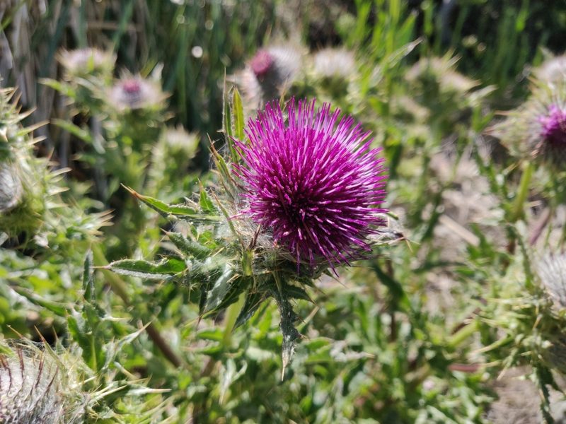 Cirsium andrewsii, photographed by Alexander Wentworth