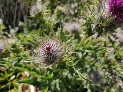 Cirsium andrewsii, photographed by Alexander Wentworth