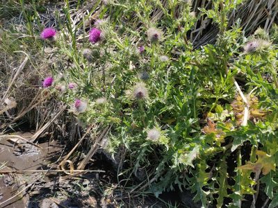 Cirsium andrewsii, photographed by Alexander Wentworth