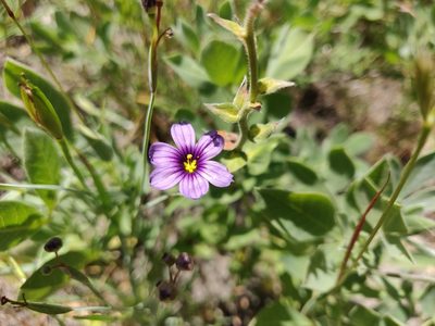 Sisyrinchium bellum, photographed by Alexander Wentworth