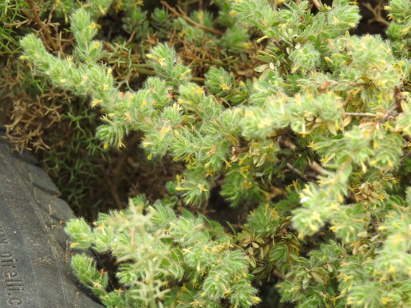 Thymelaea villosa, photographed by Duarte Frade