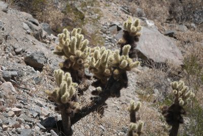 Cylindropuntia bigelovii, photographed by Robert Webster