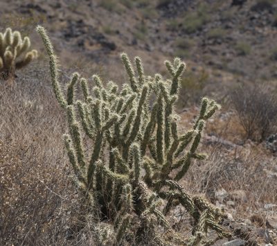 Cylindropuntia acanthocarpa