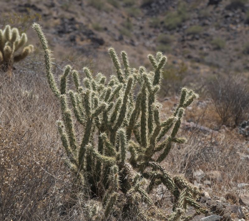 Cylindropuntia acanthocarpa, photographed by Robert Webster