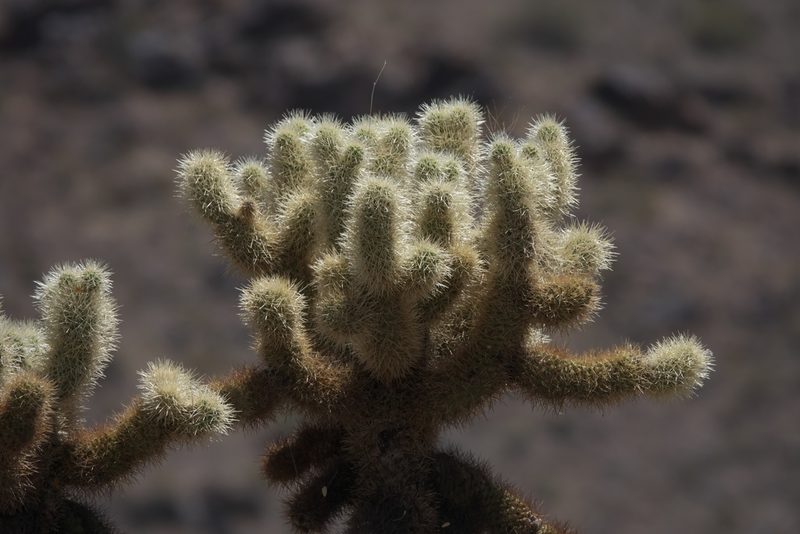 Cylindropuntia bigelovii, photographed by Robert Webster