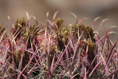 Ferocactus acanthodes, photographed by Robert Webster