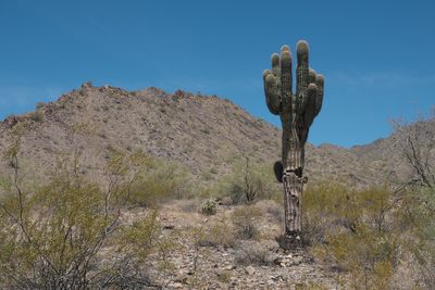 Carnegiea gigantea, photographed by Robert Webster