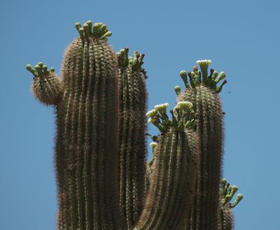 Carnegiea gigantea, photographed by Robert Webster
