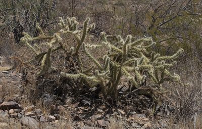 Cylindropuntia acanthocarpa, photographed by Robert Webster