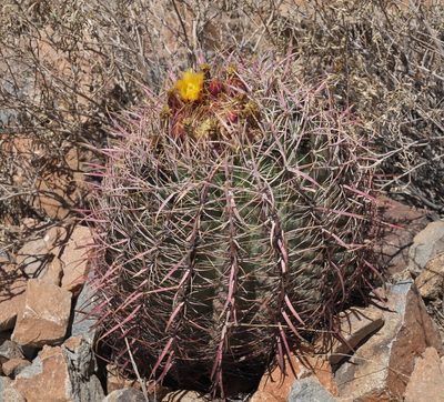 Ferocactus acanthodes, photographed by Robert Webster