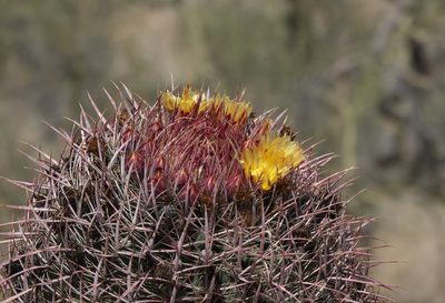 Ferocactus acanthodes, photographed by Robert Webster