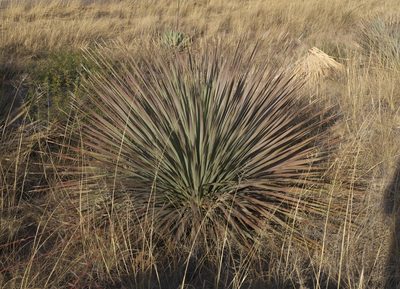 Dasylirion wheeleri, photographed by Robert Webster