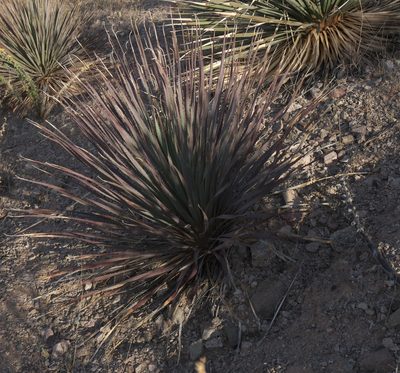 Dasylirion wheeleri, photographed by Robert Webster