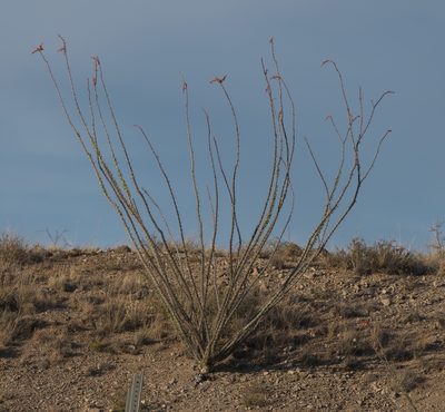 Fouquieria splendens, photographed by Robert Webster