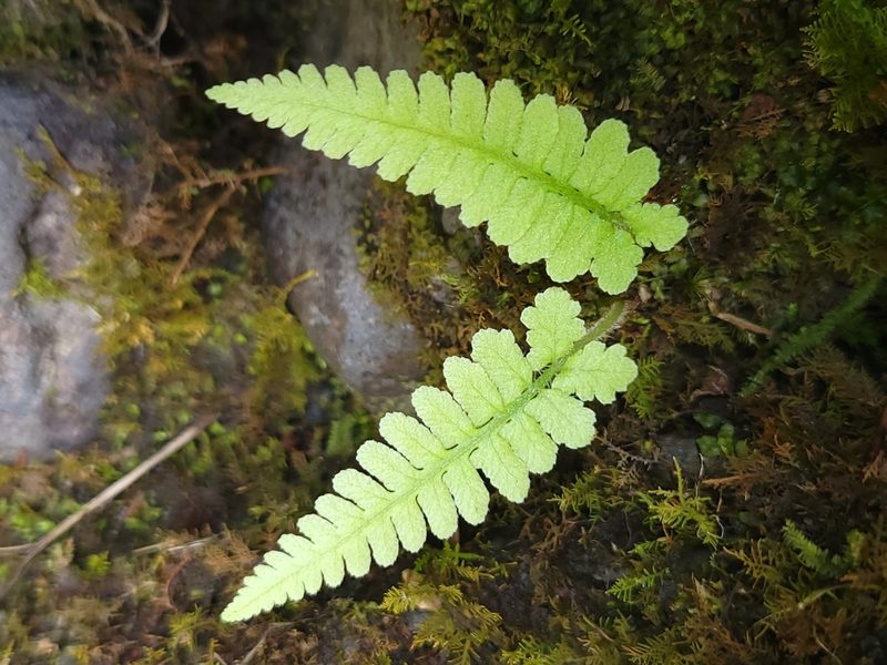 Deparia petersenii, photographed by Dave