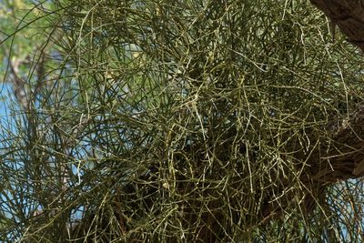 Phoradendron californicum