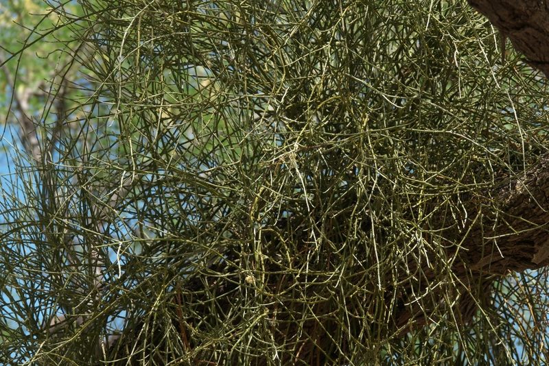 Phoradendron californicum, photographed by Robert Webster