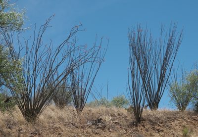 Fouquieria splendens, photographed by Robert Webster