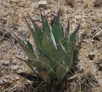 Agave palmeri