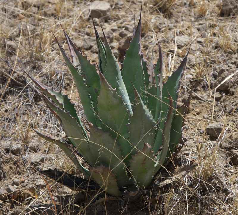 Agave palmeri, photographed by Robert Webster