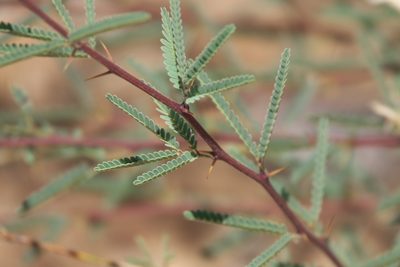 Neltuma velutina